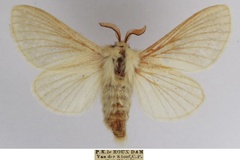 Meyameta straminea