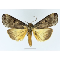/filer/webapps/moths/media/images/N/nisus_Thacona_AM_Basquin_03.jpg