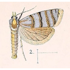 /filer/webapps/moths/media/images/T/tigrina_Cnephasia_HT_Walsingham_1981_3-2.jpg