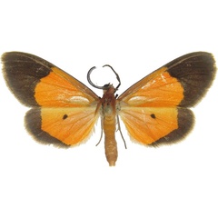 /filer/webapps/moths/media/images/M/minor_Ereunetea_AM_MCJM.jpg