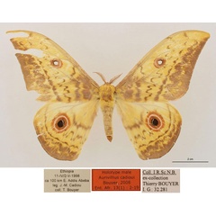 /filer/webapps/moths/media/images/C/cadioui_Aurivillius_HT_RBINS_01.jpg