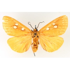 /filer/webapps/moths/media/images/A/aurantiaca_Rhanidophora_AM_TMSA_02.jpg