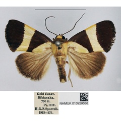 /filer/webapps/moths/media/images/P/purpurea_Neonegeta_AM_NHMUK.jpg