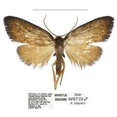 /filer/webapps/moths/media/images/O/odzala_Spatulosia_HT_ANHRT.jpg