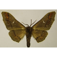 /filer/webapps/moths/media/images/F/fasciata_Gongropteryx_AM_ZSM_01b.jpg