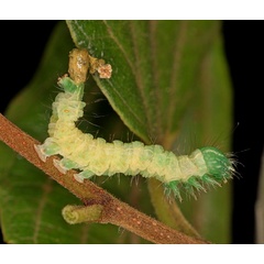 /filer/webapps/moths/media/images/M/multistriata_Exophyla_C_Heyns_02.jpg