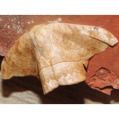 /filer/webapps/moths/media/images/N/natalensis_Negera_A_Grobler.jpg