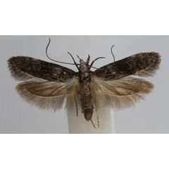 /filer/webapps/moths/media/images/N/nimbosa_Anarsia_A_Bidzilya.jpg