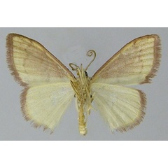 /filer/webapps/moths/media/images/O/omnisona_Scopula_AM_ZSMb.jpg
