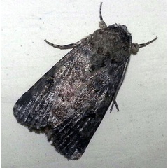 /filer/webapps/moths/media/images/C/cilium_Spodoptera_A_Bakheet.jpg