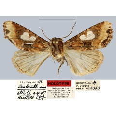 /filer/webapps/moths/media/images/I/illota_Saalmuellerana_HT_MNHN.jpg