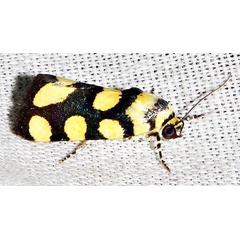 /filer/webapps/moths/media/images/G/guttifera_guttifera_Emmelia_F_Braun_05.jpg