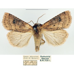 /filer/webapps/moths/media/images/C/cinchonina_Agrotis_AM_BMNH.jpg