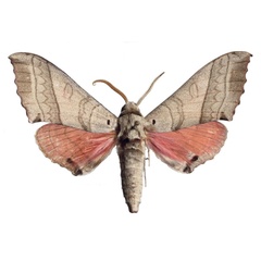 /filer/webapps/moths/media/images/F/folonzoi_Rufoclanis_HT_EMEMa.jpg