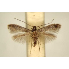 /filer/webapps/moths/media/images/P/pergulariae_Metriochroa_PT_TMSA6328.jpg