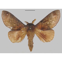 /filer/webapps/moths/media/images/C/cuprea_Dollmania_AM_RMCA_02.jpg