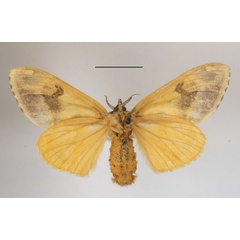 /filer/webapps/moths/media/images/L/libyra_Hemerophanes_AF_MGCLb_02.JPG