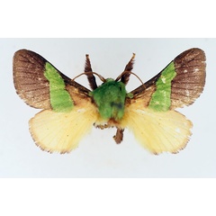 /filer/webapps/moths/media/images/T/trapezoidea_Parasa_AM_TMSA.jpg
