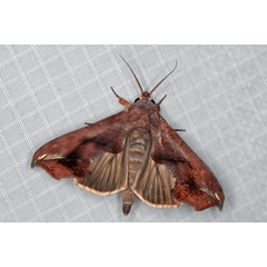 /filer/webapps/moths/media/images/P/provocans_Oraesia_A_Heyns_01.JPG