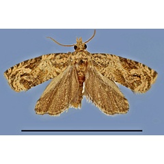 /filer/webapps/moths/media/images/P/pulchella_Syntozyga_HT_MRSN.jpg