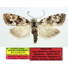 /filer/webapps/moths/media/images/A/abyssinica_Nola_PTM_Aulombard.jpg