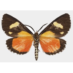 /filer/webapps/moths/media/images/A/agaristoides_Phaegorista_AM_Basquin_01b.jpg