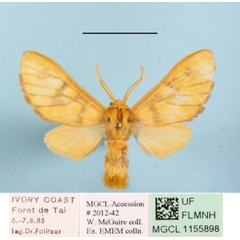/filer/webapps/moths/media/images/M/mgcl1155898_pareclecta_Rhipidarctia_A_MGCLa_01.JPG