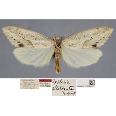 /filer/webapps/moths/media/images/O/obliterata_Exilisia_PTM_NHMUKa.jpg