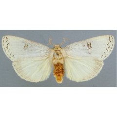 /filer/webapps/moths/media/images/L/lactea_Elaphrodes_HT_RMCA.jpg