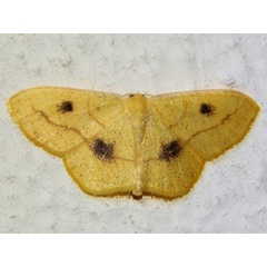 /filer/webapps/moths/media/images/S/straminea_Scopula_A_Grobler.jpg