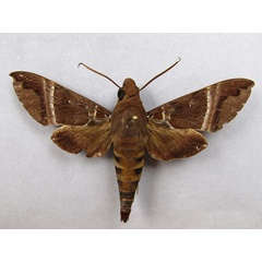 /filer/webapps/moths/media/images/O/oenopion_Nephele_A_Baron_01.jpg