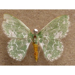 /filer/webapps/moths/media/images/A/alboviridata_Rhodesia_A_Butler.JPG