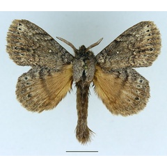 /filer/webapps/moths/media/images/N/nigrosparsata_Closterothrix_AM_Basquin_03.jpg