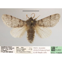 /filer/webapps/moths/media/images/P/pergrisea_Epicerura_AM_MGCLa_02.JPG