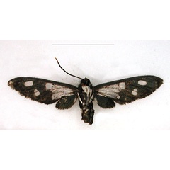 /filer/webapps/moths/media/images/A/albobasis_Amata_HT_RMCA_02.jpg