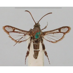 /filer/webapps/moths/media/images/L/leucozonipus_Crinipus_STM_BMNH_MF5yf3N.jpg