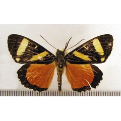 /filer/webapps/moths/media/images/T/tigrina_Aegocera_A_HDOU.jpg