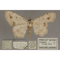 /filer/webapps/moths/media/images/T/timia_Scopula_PTF_OUMNHa_03.jpg