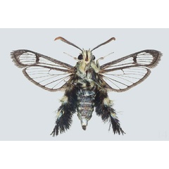 /filer/webapps/moths/media/images/A/ambo_Melittia_PTM_COGM_02.jpg