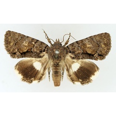 /filer/webapps/moths/media/images/D/dulcistriga_Ecpatia_AF_TMSA_01.jpg