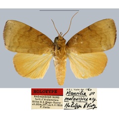 /filer/webapps/moths/media/images/M/malgassica_Maurilia_HT_MNHN.jpg