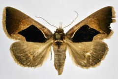 Fodina embolophora