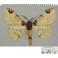 /filer/webapps/moths/media/images/P/probola_Colocleora_AM_ZSMa.jpg