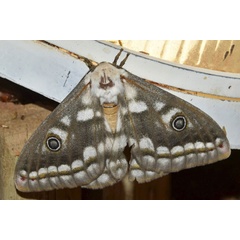 /filer/webapps/moths/media/images/B/bioculata_Heniocha_AF_Klimsa.jpg