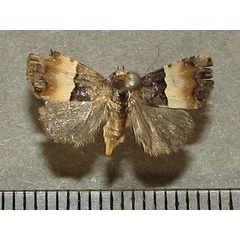 /filer/webapps/moths/media/images/O/opella_Pseudozarba_A_Goff.jpg