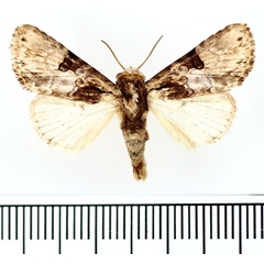 /filer/webapps/moths/media/images/B/biplagiata_Prolyncestis_AM_BMNH.jpg