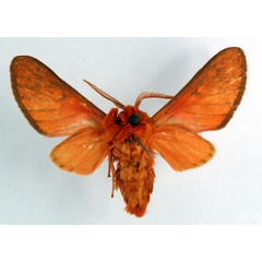 /filer/webapps/moths/media/images/A/acuta_Rhipidarctia_HT_ZSM_02.jpg