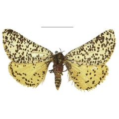 /filer/webapps/moths/media/images/U/unca_Nothabraxas_AM_RMCA.jpg