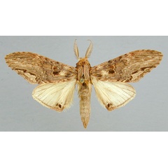 /filer/webapps/moths/media/images/C/centralis_Atrasana_A_RMCA.jpg