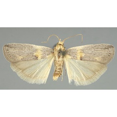 /filer/webapps/moths/media/images/S/sergienkoi_Oxybia_HT_TMSA.jpg